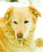 Image: Doggy