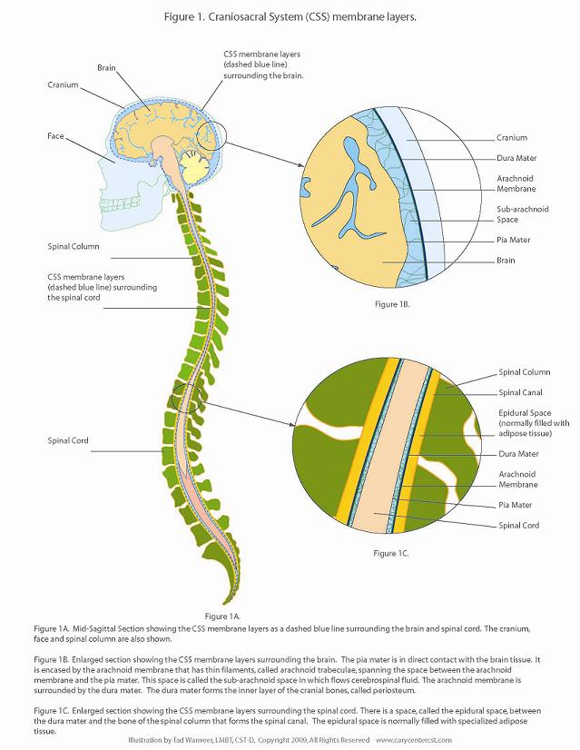 The Myodural Bridge: Small Size, Large Influence, MASSAGE Magazine