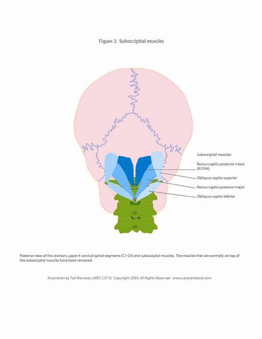 The Myodural Bridge: Small Size, Large Influence, MASSAGE Magazine