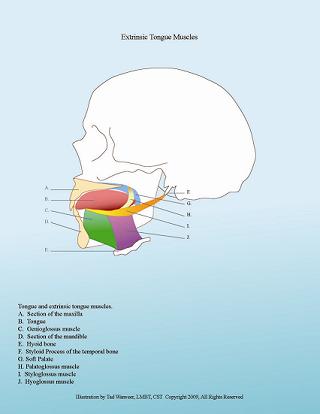 The Tongue: How Craniosacral Therapy Can Help This Important Muscle, MASSAGE Magazine