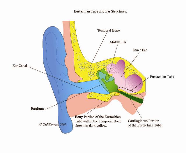 Alleviating Ear Infections Through CranioSacral Therapy, MASSAGE Magazine