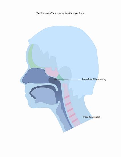 Alleviating Ear Infections Through CranioSacral Therapy, MASSAGE Magazine
