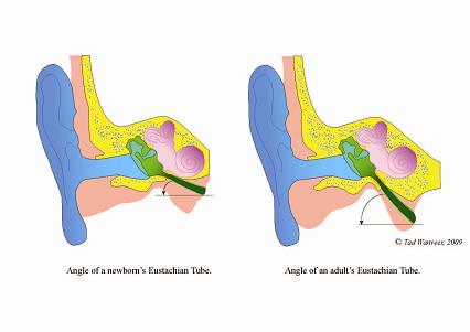 Alleviating Ear Infections Through CranioSacral Therapy, MASSAGE Magazine