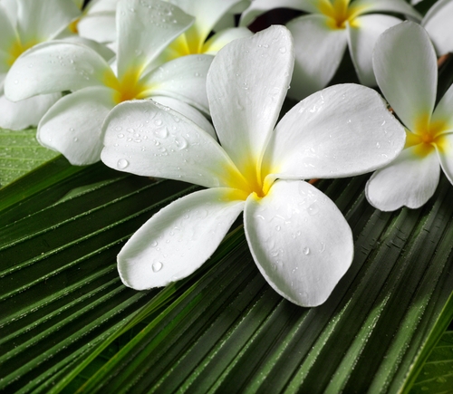 Huna Provides Massage Clients with Physical and Spiritual Release, MASSAGE Magazine