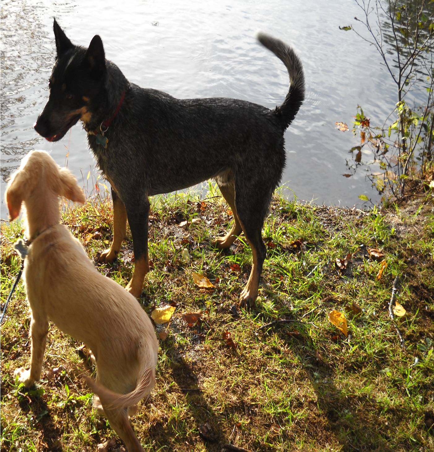 Therapeutic Insight: The Myofascial Release Perspective�Animal Friends Part 2, MASSAGE Magazine