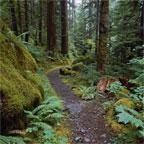 Image of a nature Trail