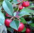 Wintergreen Essential Oil