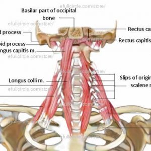 Bone and Anatomy Images