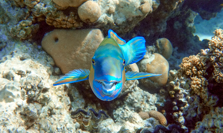An image of a rainbow parrotfish, which is of personal significance to the author; through an encounter with a parrotfish she had a direct, profound experience of backspace, the topic of this article.