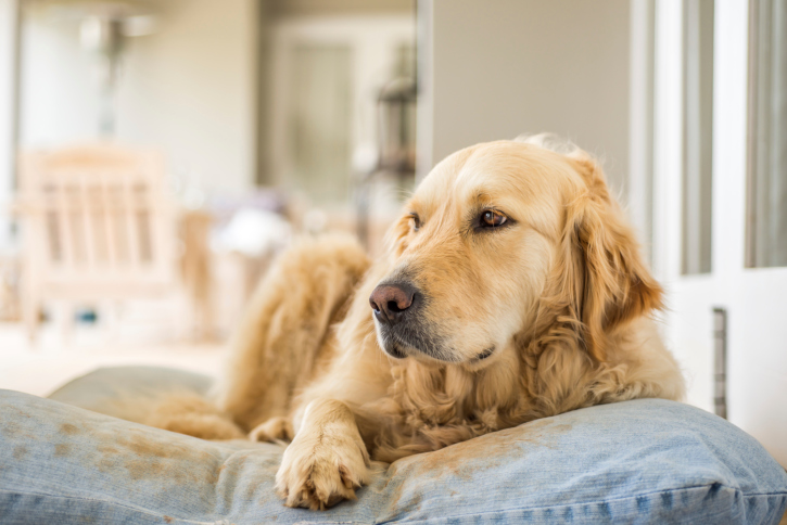 4 Ways Dog Massage Keeps Your Furry Friend Healthy