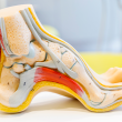 There are many foot conditions that can wreak havoc within the body, but can benefit from massage therapy.