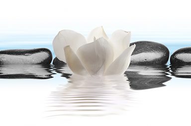 MMIP lotus and rocks on water