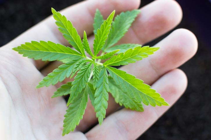 Marijuana plant in hand