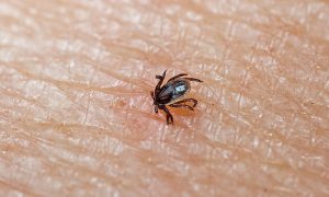 It's tick season . Do you know what to do if you find one a client's body during a session