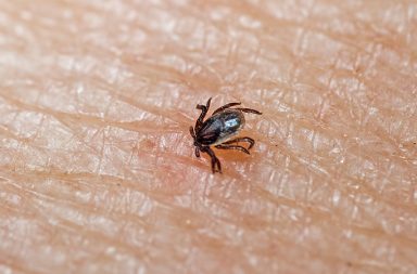 It's tick season . Do you know what to do if you find one a client's body during a session