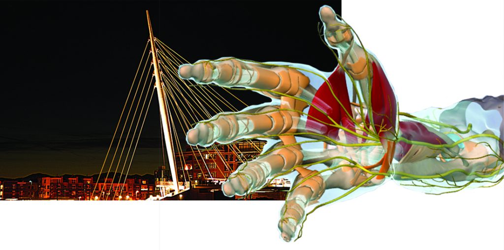 Note the continuity of the thenar eminence muscles with the carpal tunnel's flexor retinaculum at the wrist (dark orange)