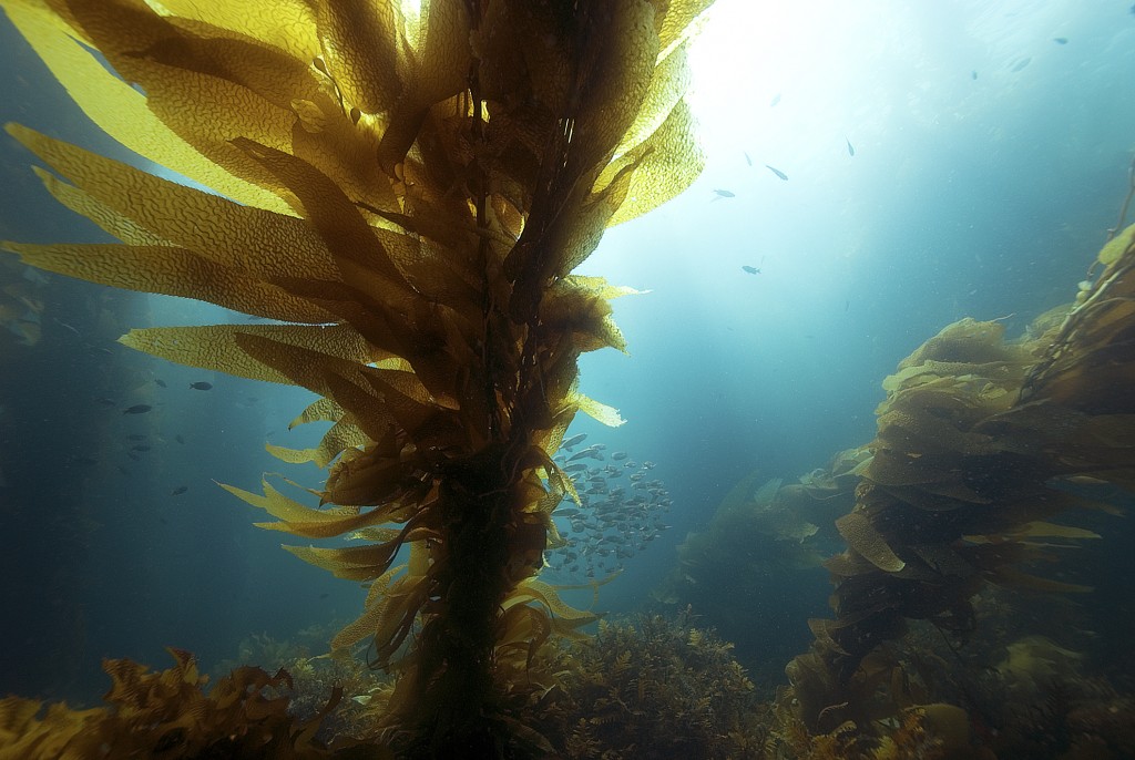 sea kelp