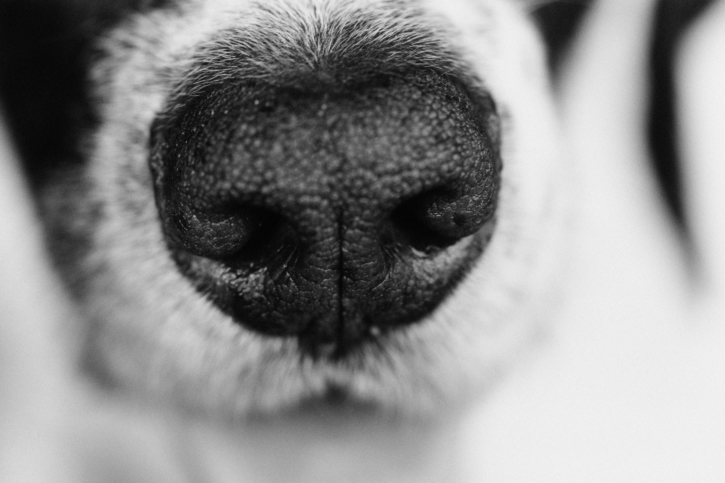 canine nose