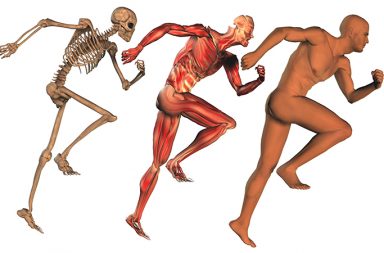 We are in the midst of a radical rethinking of how the musculoskeletal system works